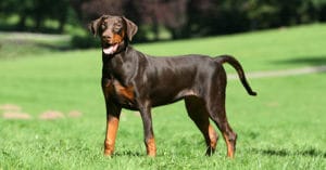 dobermann