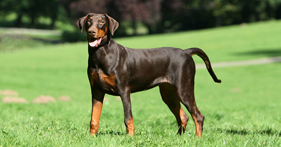 dobermann