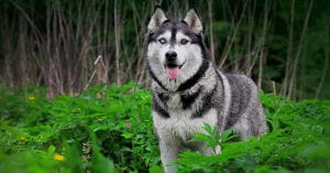 Husky dog