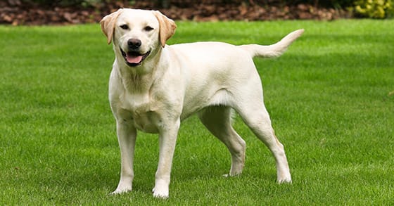 Labrador dog