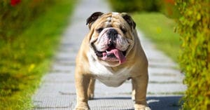 Bull dog
