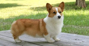 huấn luyện chó corgi