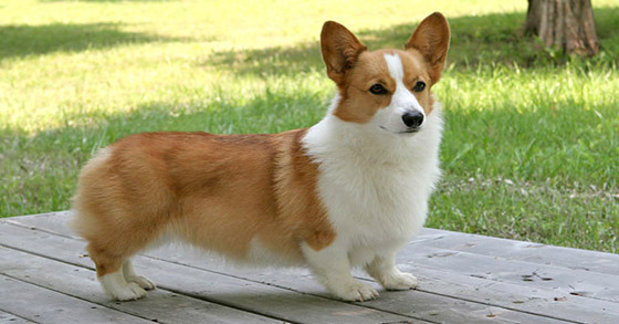 huấn luyện chó corgi