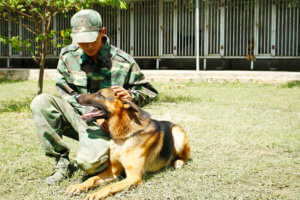 huan-luyen-cho-becgie-35, huấn luyện chó, huan luyen cho, huấn luyện chó chuyên nghiệp, đi vệ sinh đúng chổ,