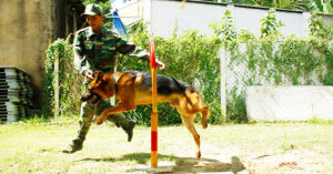 huan-luyen-cho-becgie-67, huấn luyện chó, huan luyen cho, huấn luyện chó chuyên nghiệp, đi vệ sinh đúng chổ,