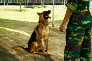 huấn luyện chó becgie, huấn luyện chó, huan luyen cho, huấn luyện chó chuyên nghiệp, đi vệ sinh đúng chổ,