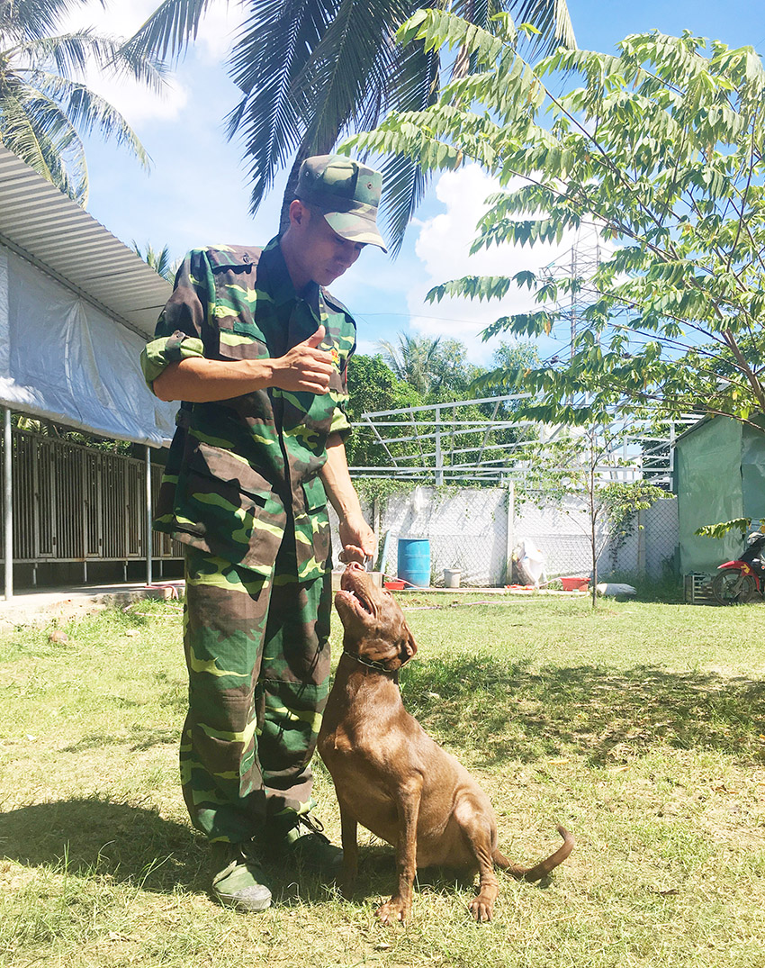 huấn luyện chó phú quốc