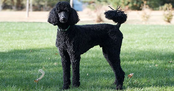 Poodle dog