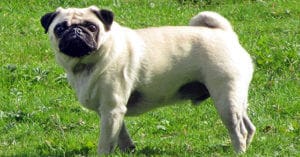 Pug dog