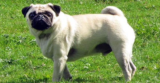 Pug dog
