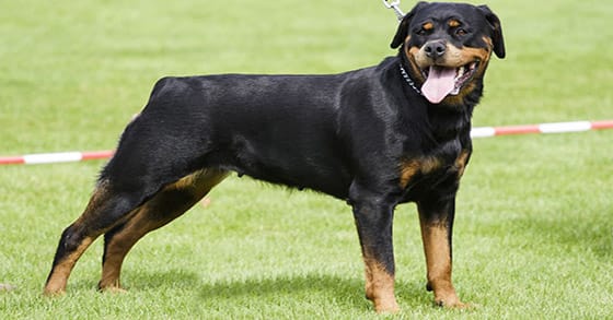 Rottweiler dog