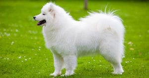 Samoyed dog