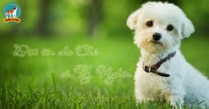 cach-dat-ten-cho-cho