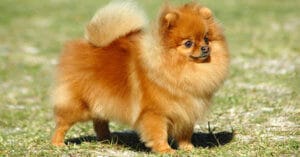 cach-nhan-biet-Pomeranian-thuan-chung