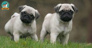 cho-pug-thuan-chung