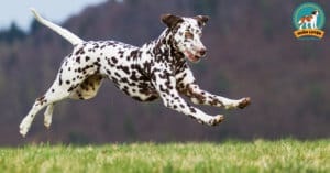 dalmatian-dog
