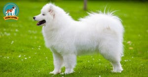 samoyed-dog