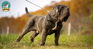 Neapolitan-Mastiff