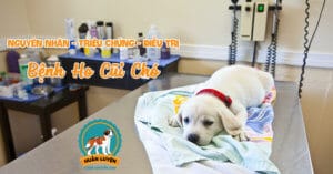 cach-chua-benh-ho-cui-cho