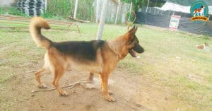 ban-cho-becgie-thuan-chung-tpchm