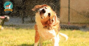 chó bị sốc nhiệt