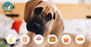 thuc-an-khong-tot-cho-cho