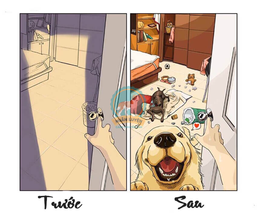 trước và sau khi nuôi chó