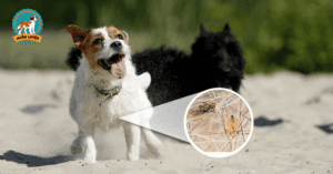 cach-lam-thuoc-tri-ve-cho-tai-nha