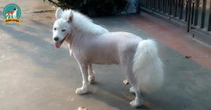 co-nen-cao-long-cho-cho