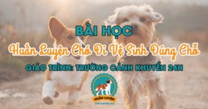 bai-hoc-huan-luyen-cho-di-ve-sinh-dung-cho