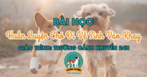 bai-hoc-huan-luyen-cho-di-ve-sinh-vao-khay