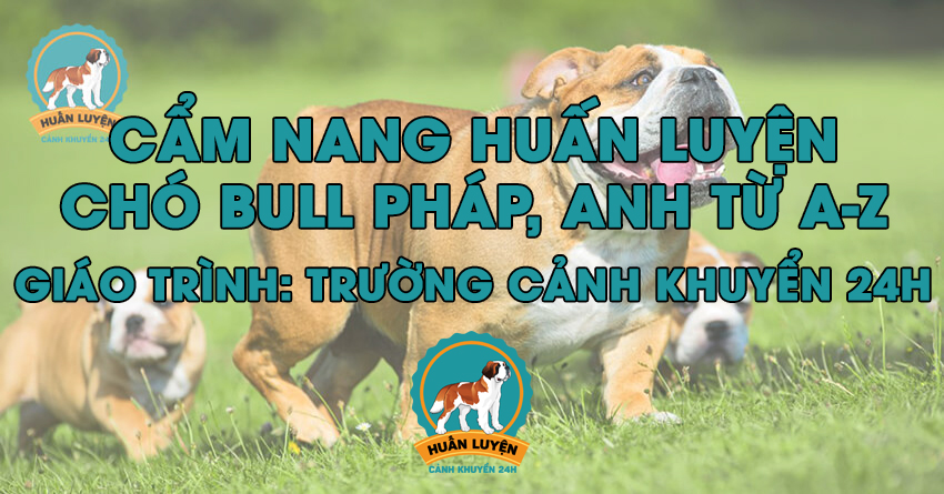 cach-huan-luyen-cho-bulldog