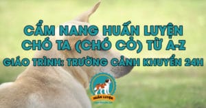 cach-huan-luyen-cho-cho-ta
