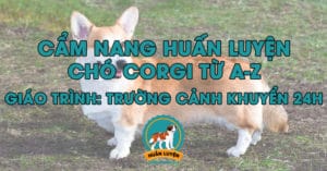 cach-huan-luyen-cho-corgi