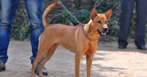 huấn luyện chó ta