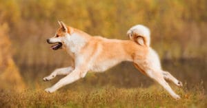 huan-luyen-cho-akita-inu