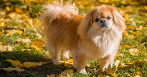 huan-luyen-cho-bac-kinh