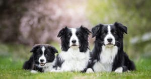 huan-luyen-cho-boder-collie