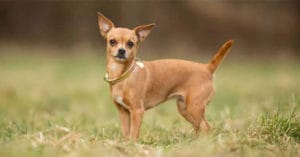 huan-luyen-cho-chihuahua