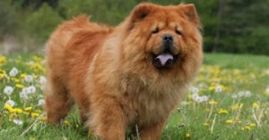 huan-luyen-cho-chow-chow
