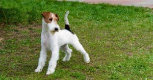 huan-luyen-cho-fox-terrier