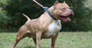 huan-luyen-cho-pitbull