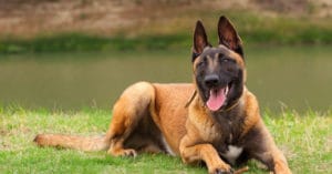 huấn luyện chó malinois
