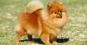 huấn luyện chó phốc sóc