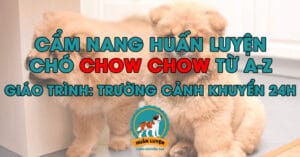 cach-huan-luyen-cho-chow-chow