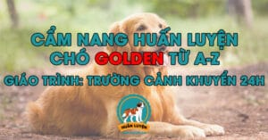 cach-huan-luyen-cho-golden