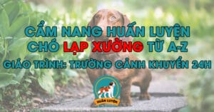 cach-huan-luyen-cho-lap-xuong