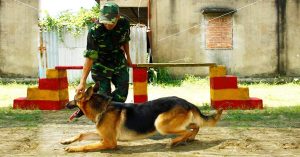Trung Tâm huấn luyện chó 24h