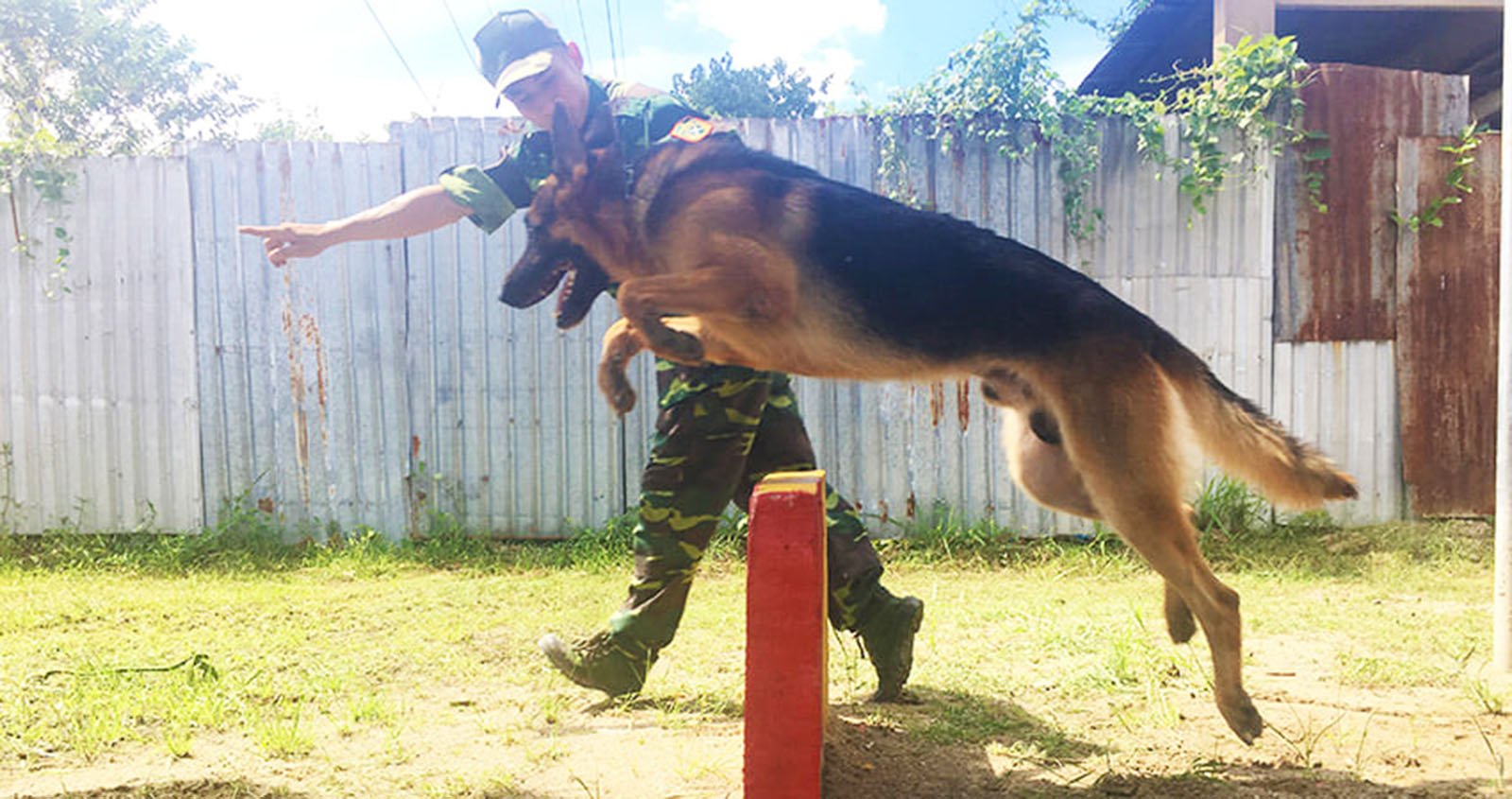 Huấn luyện chó vượt rào
