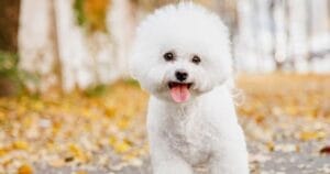 Huấn luyện chó Bichon